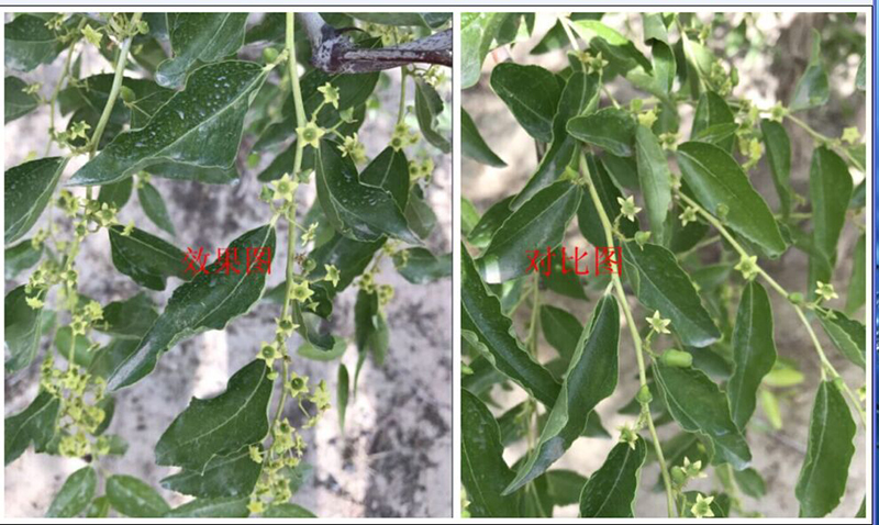 農達赤霉素在灰棗上的坐果試驗(圖1) 農達赤霉素在灰棗上的坐果試驗(圖1)