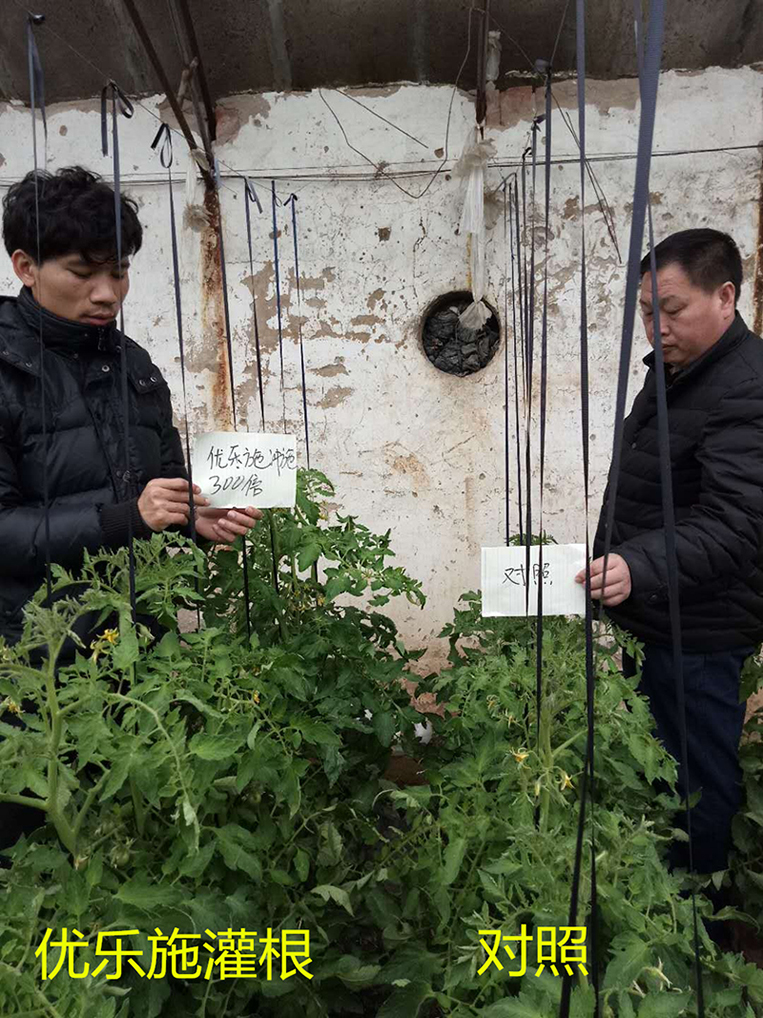 優樂施沖施配方在冬季大棚番茄(開花坐果期)上的肥效試驗(圖1) 優樂施沖施配方在冬季大棚番茄(開花坐果期)上的肥效試驗(圖1)