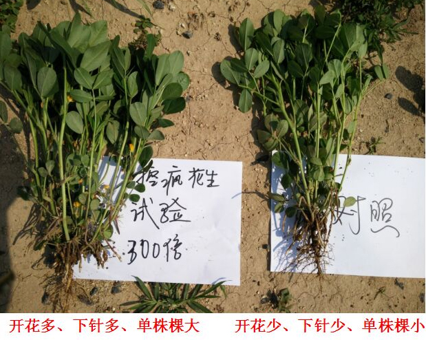 “控瘋”花生專用產品的試驗報告(圖3) “控瘋”花生專用產品的試驗報告(圖3)