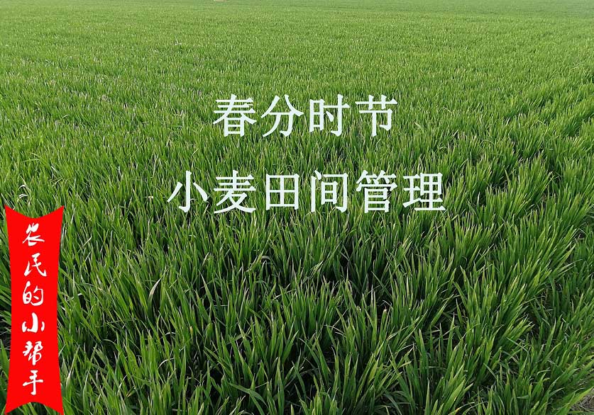 4月份小麥田間管理要點(圖1) 4月份小麥田間管理要點(圖1)